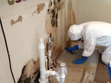 Commercial Mold Removal Sarasota FL