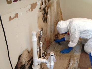 Commercial Mold Removal